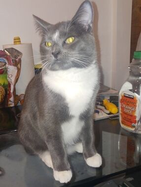 Meet your Posher, David